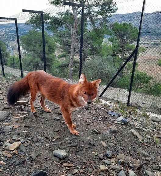 femelle dhole arriv&eacute;e quelques jours plus t&ocirc;t
