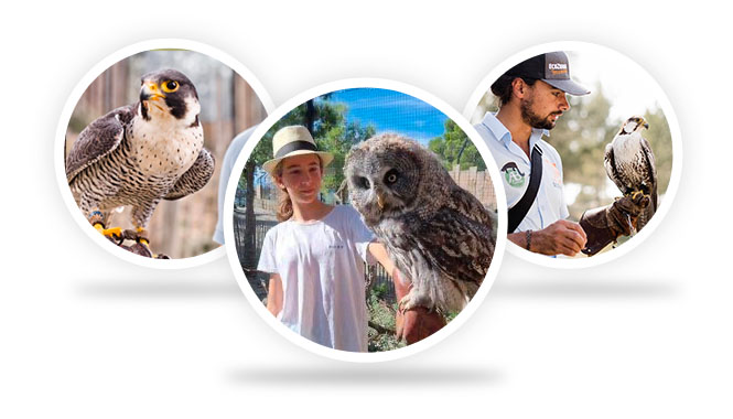 Vols de rapaces à Ecozonia