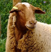 Farm 1