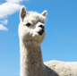 Farm 3 - Alpaca