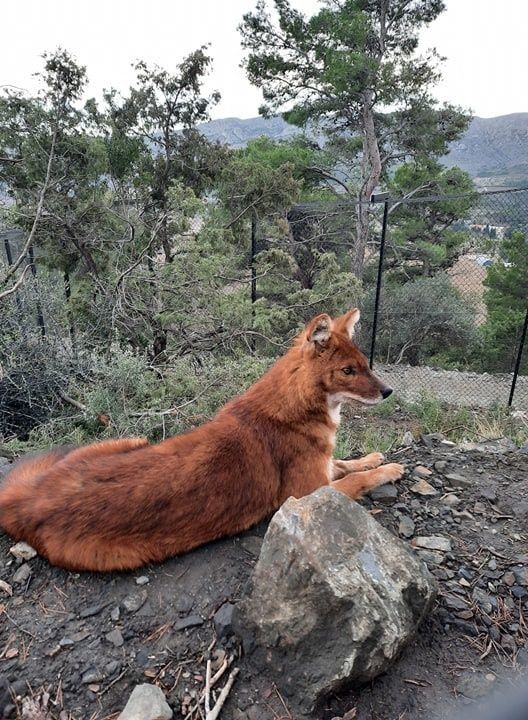femelle dhole arriv&eacute;e quelques jours plus t&ocirc;t