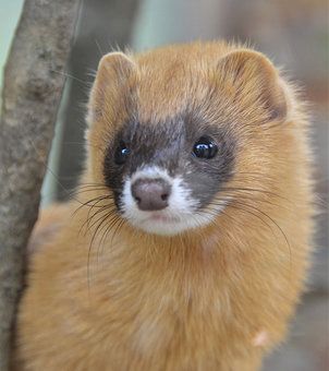 Siberian polecat