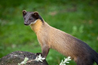Yellow-throated marten