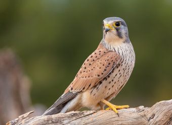 Kestrel