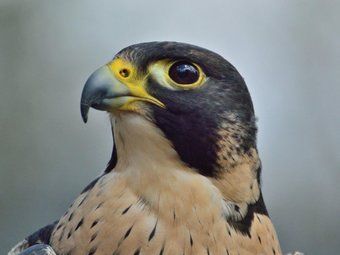 Peregrine Falcon