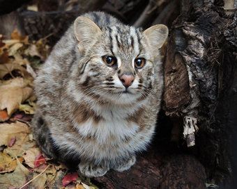 Leopard cat
