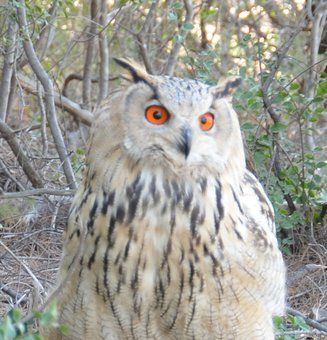 Siberian Eagle Owl
