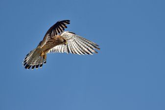Rencontre avec les Rapaces en vol libre - Unusual experiences in Ecozonia