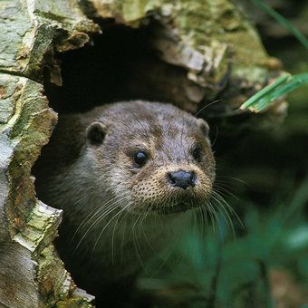Otter