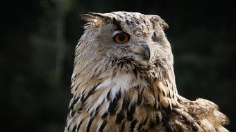 Eurasian eagle owl