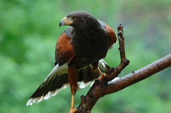 Harris Hawk