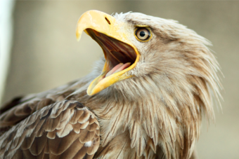 White tailed eagle