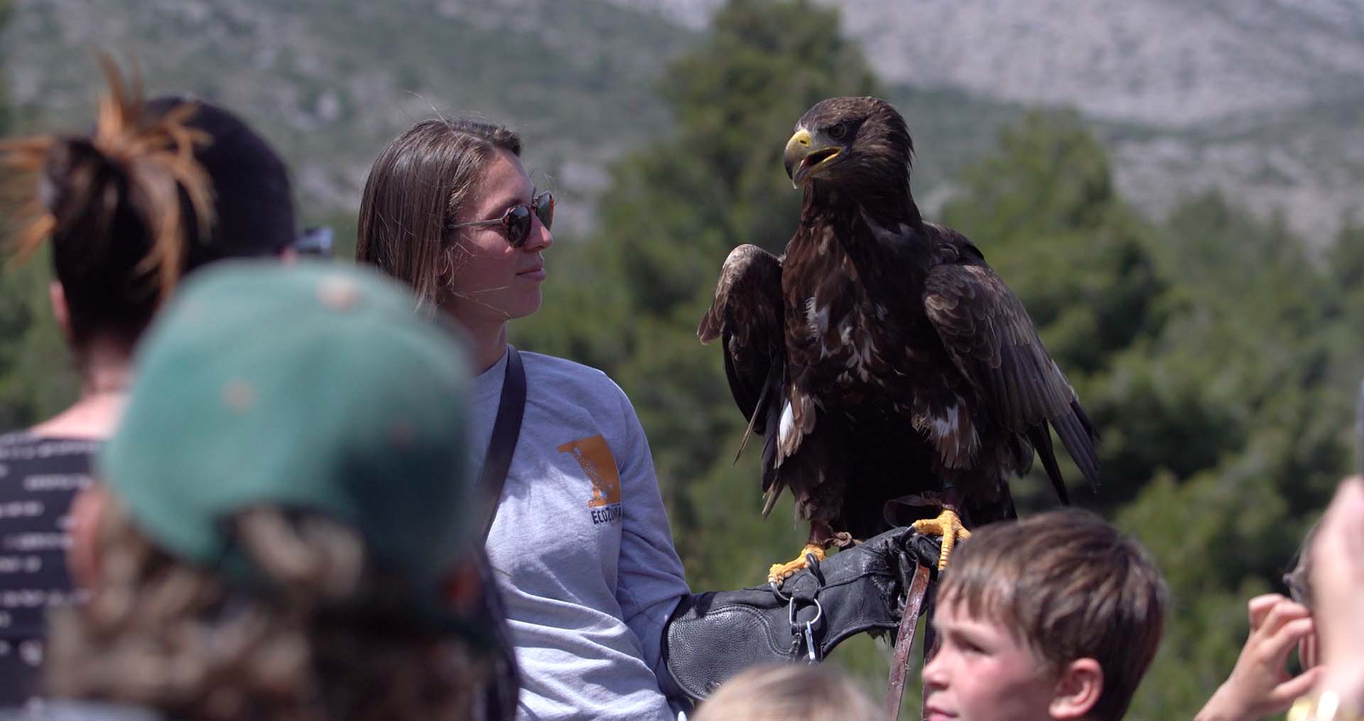 Vols de Rapaces à Ecozonia