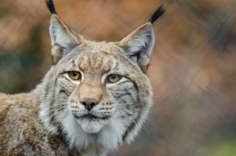 lince europeo