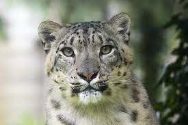 Leopardo de las nieves o leopardo de las nieves