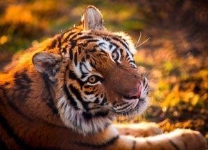 Parc animalier EcoZonia dans les Pyrénées-Orientales