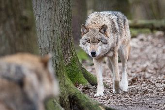 Loup gris