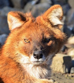 Dhole