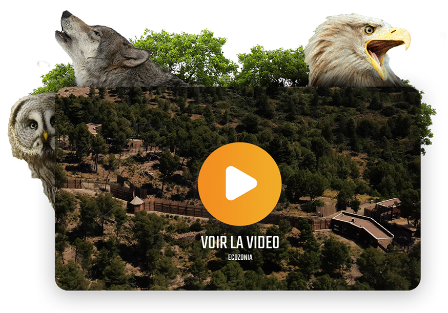 Voir la vidéo