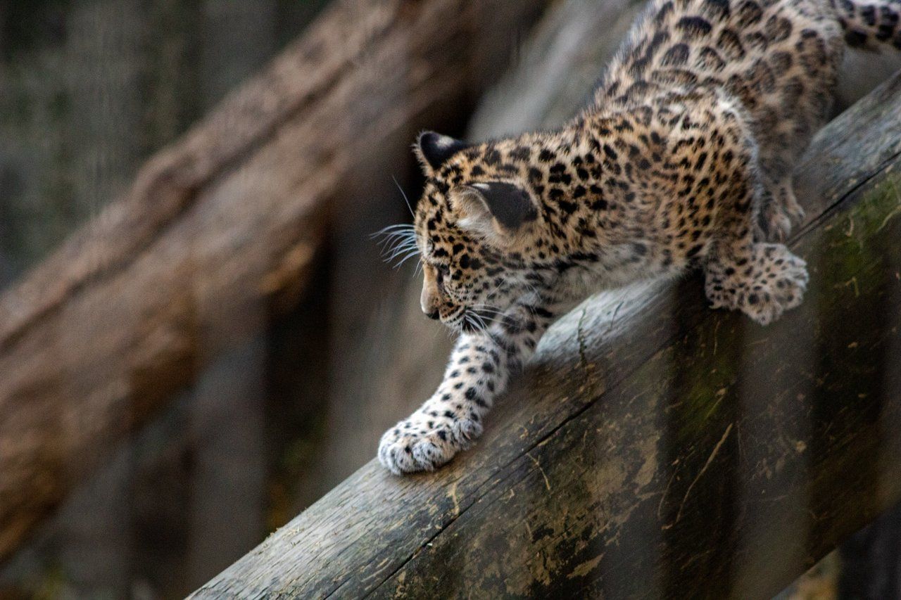 Conservation animale à Ecozonia