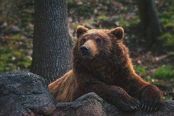 Ours brun