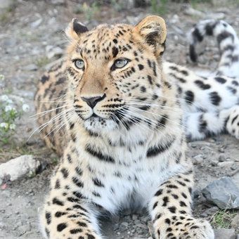 Panthère de l'Amour